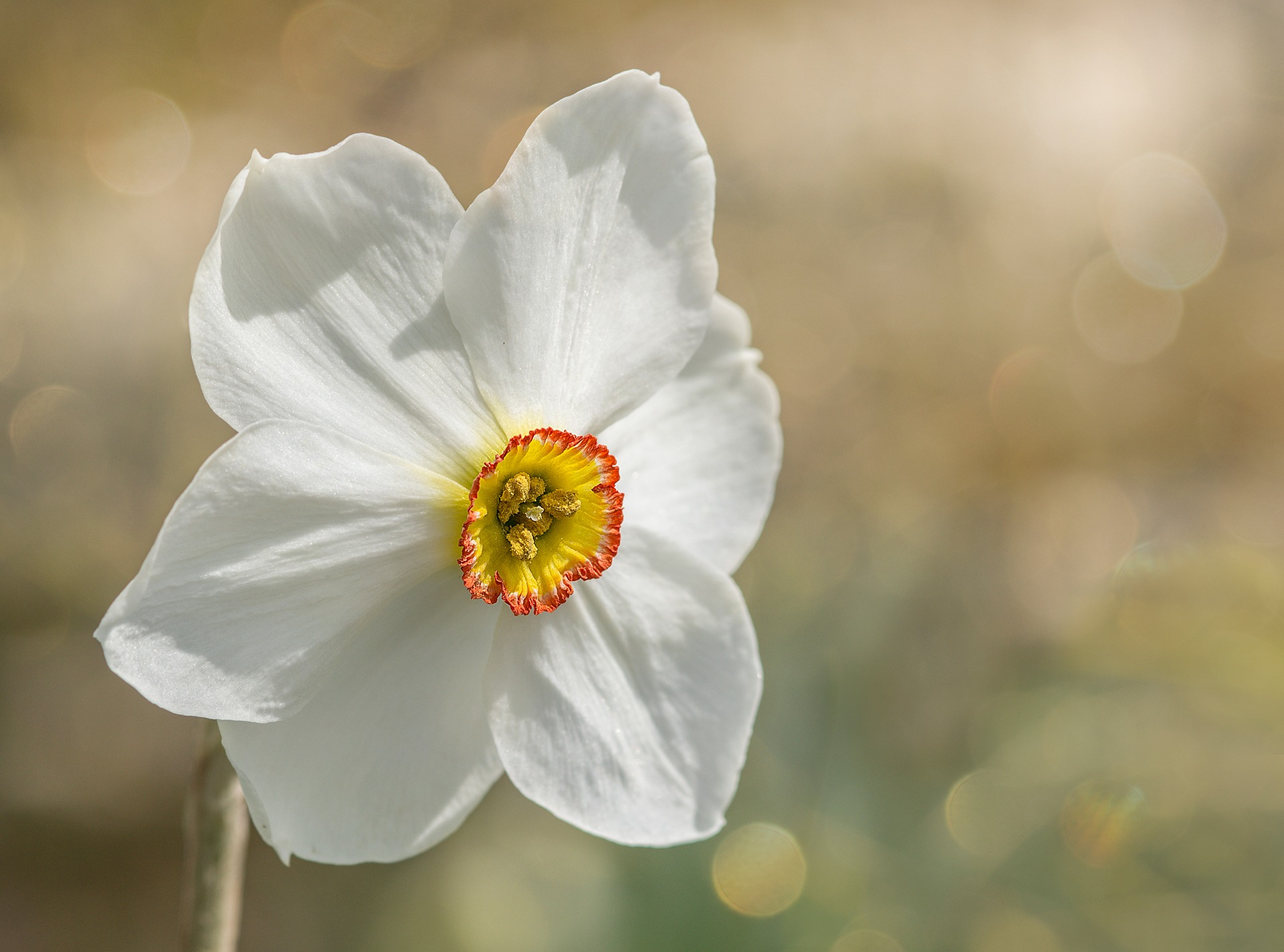 Daffodil Narciso