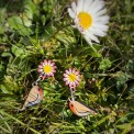 Orecchini Pendenti Ali e Petali: Simboli di Natura – Dipinti a mano con uccellini e fiori